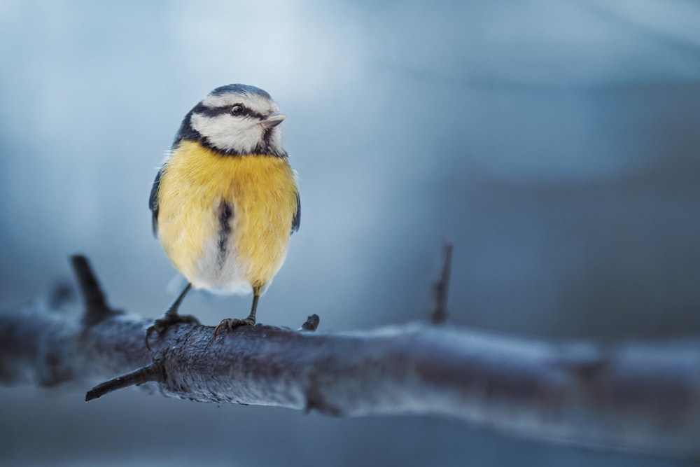 a small yellow and black bird sitting on a branch