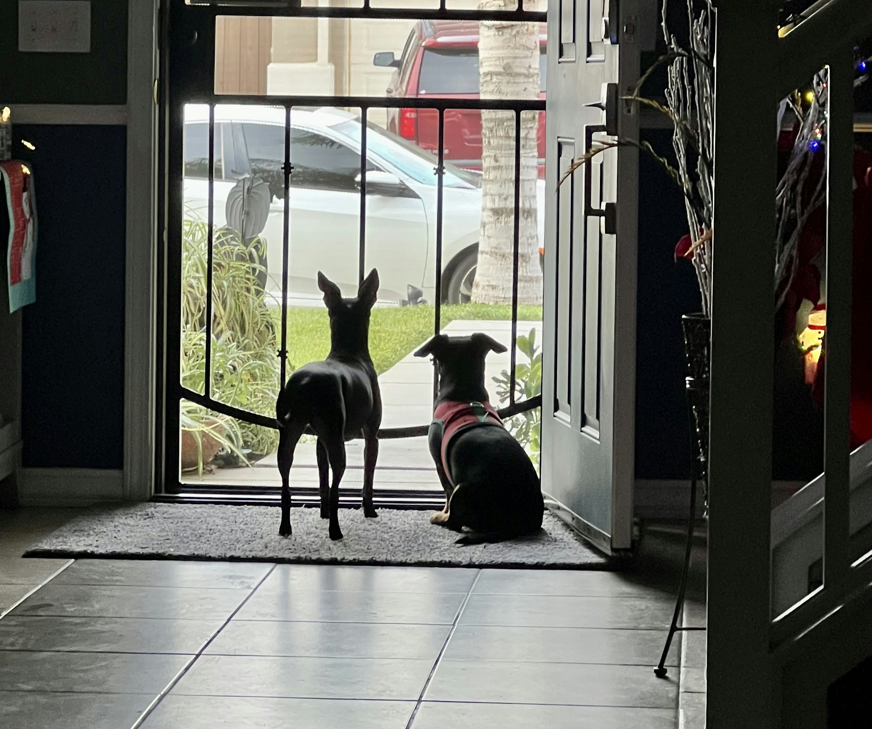 Book Your Pet's Care