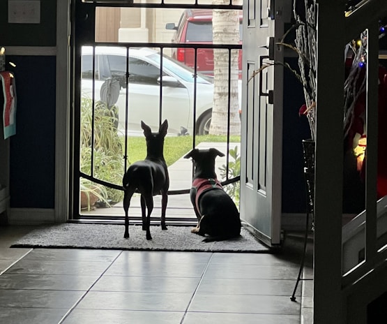 Two dogs sit side by side, looking out through a screen door into the yard. Outside, a white and a red vehicle are parked on the driveway next to some greenery, including grass and potted plants. The interior of the house has tiled floors and dim lighting, creating a cozy atmosphere.