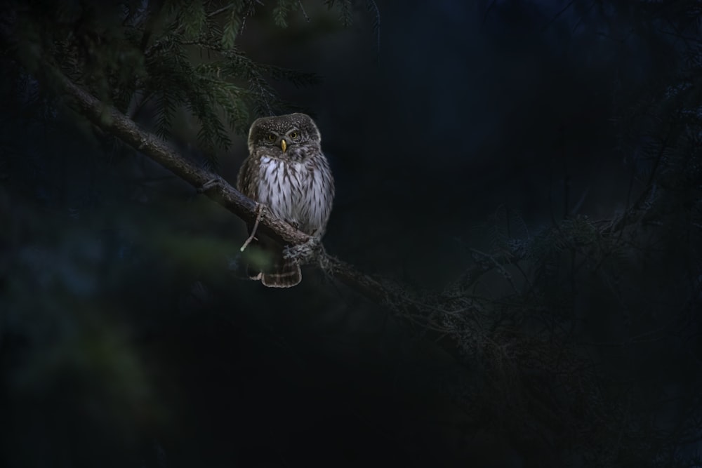 an owl is sitting on a branch in the dark