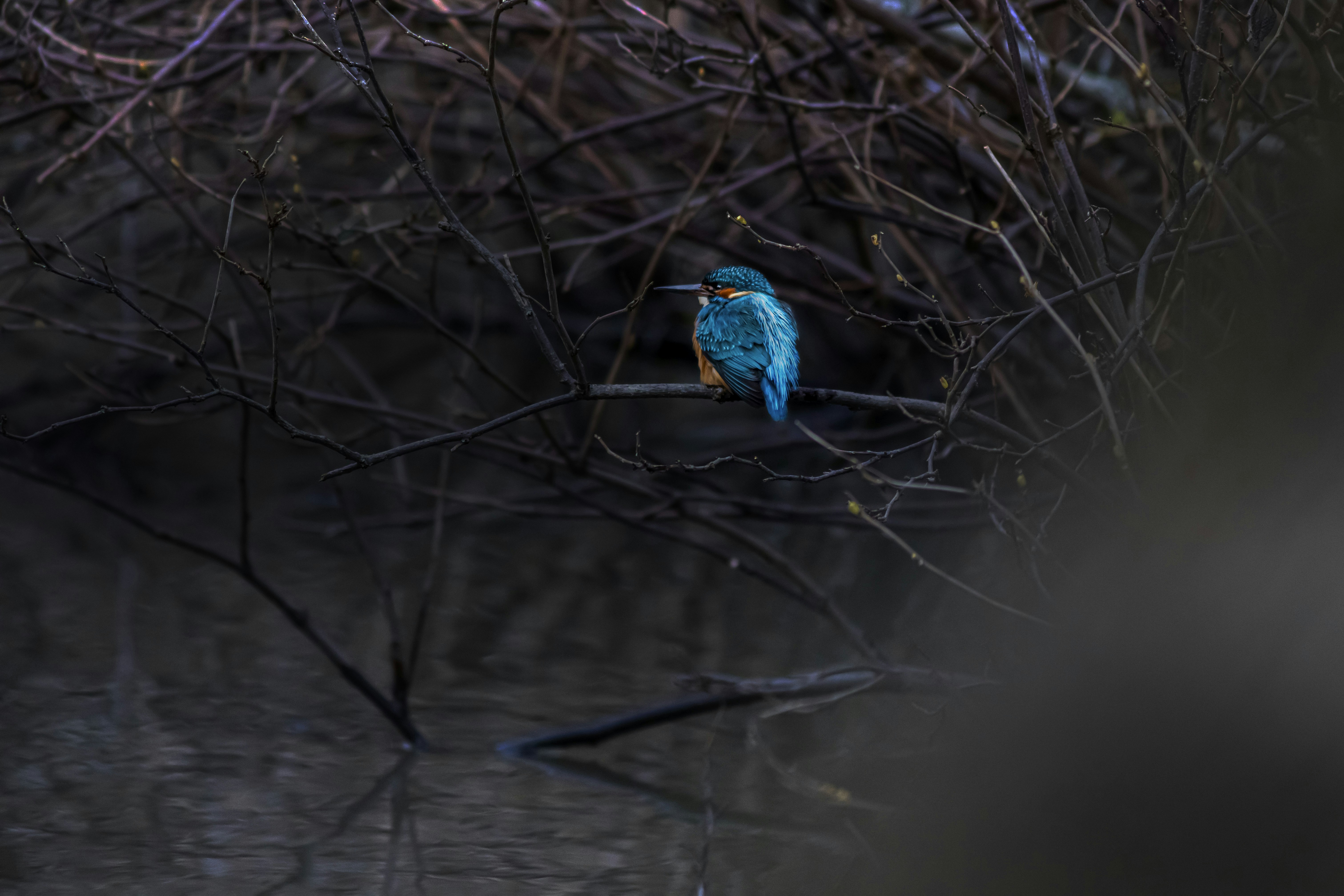 Photo by erik_karits