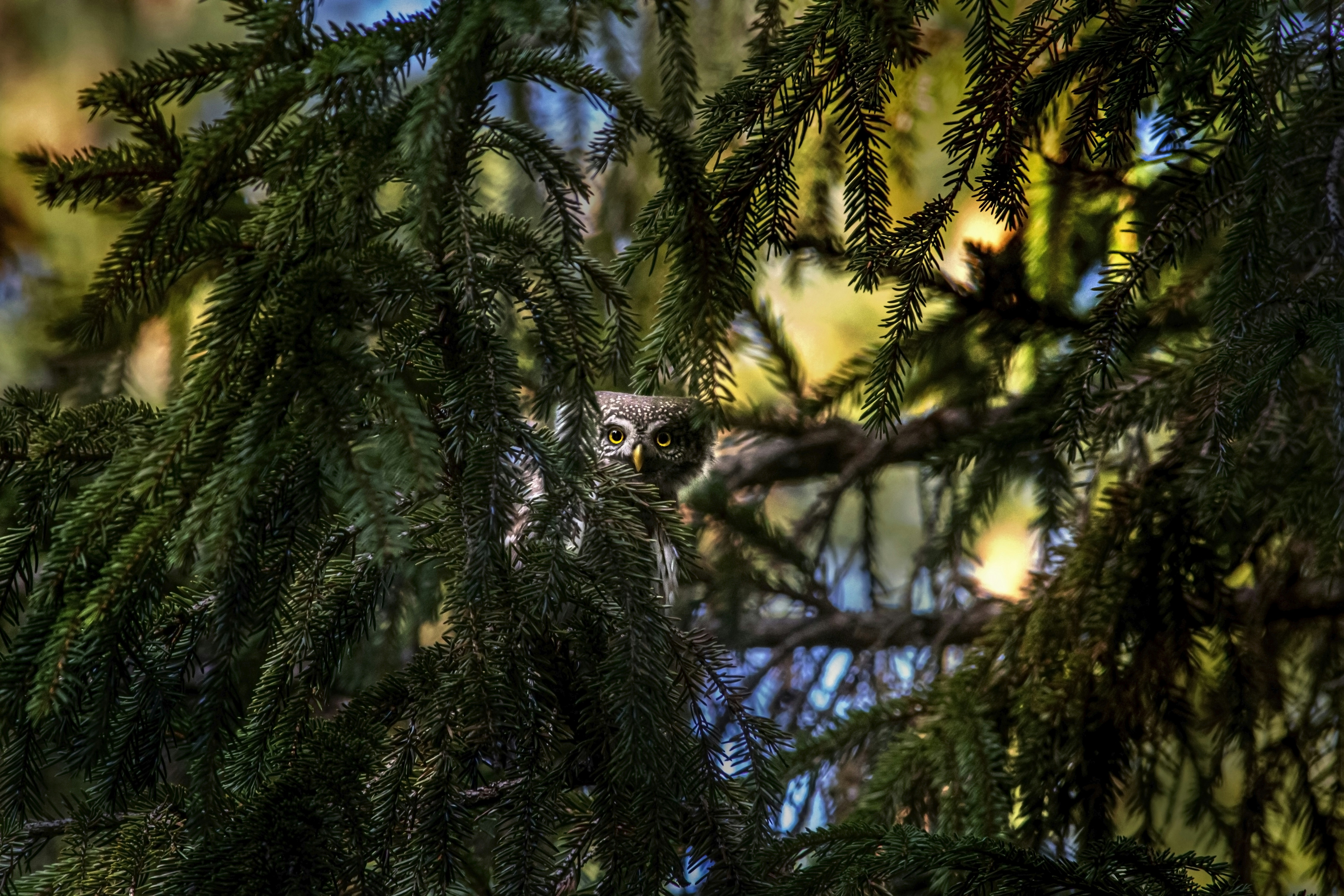 Photo by erik_karits