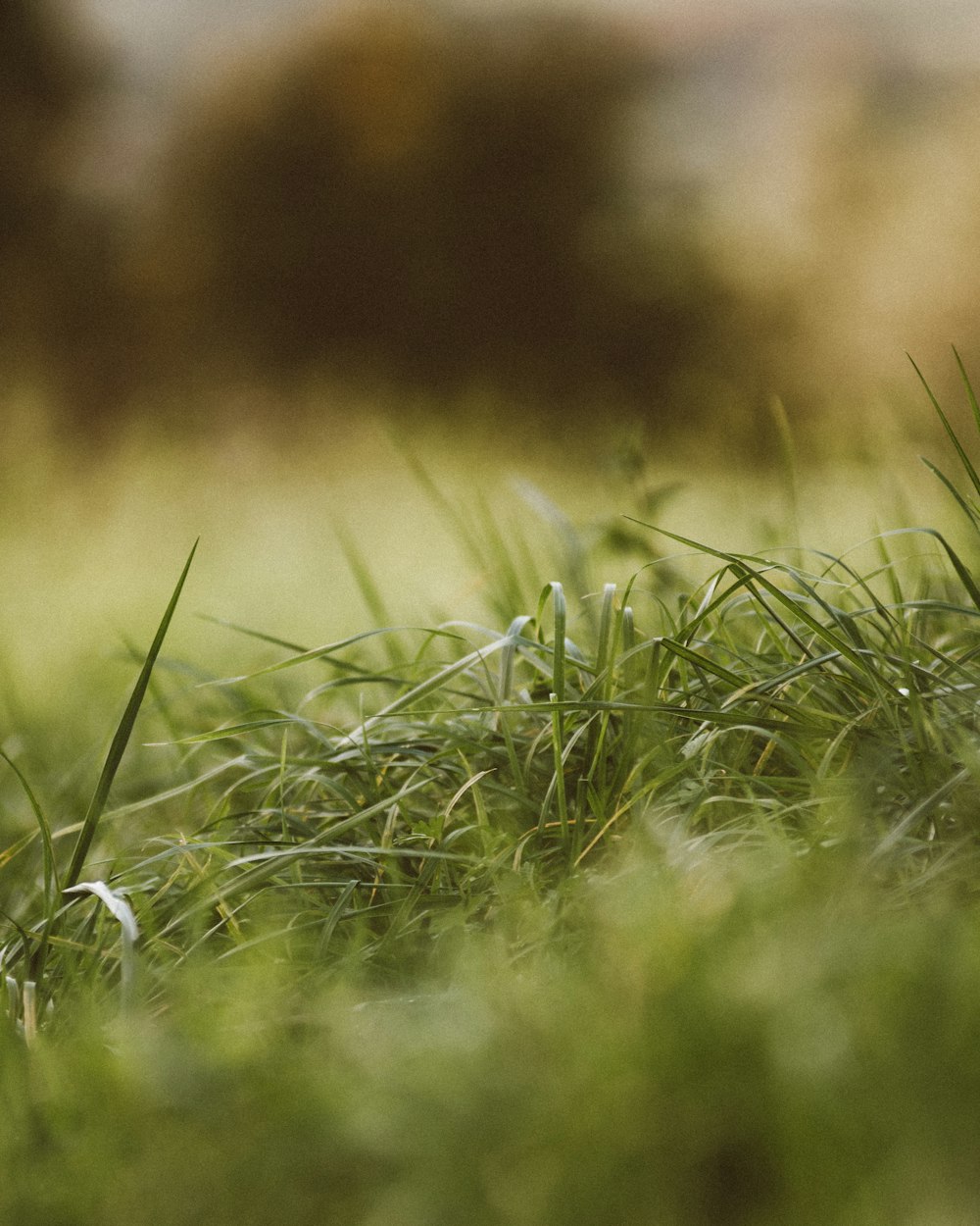 a small bird sitting on top of a lush green field