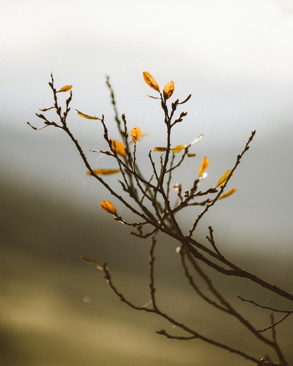 a branch with yellow flowers in the foreground