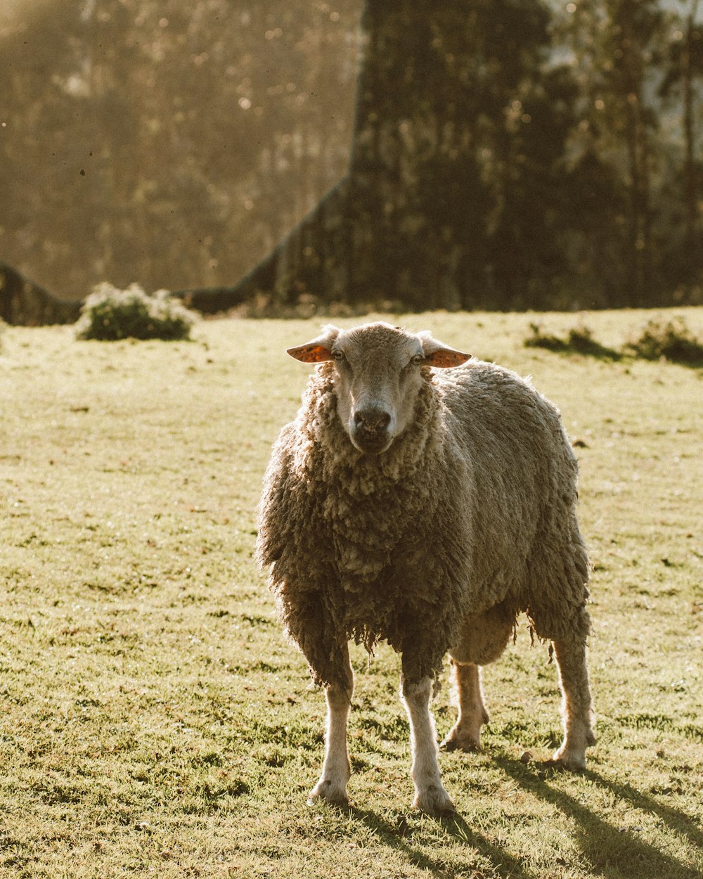 a sheep standing in a grassy field with trees in the background