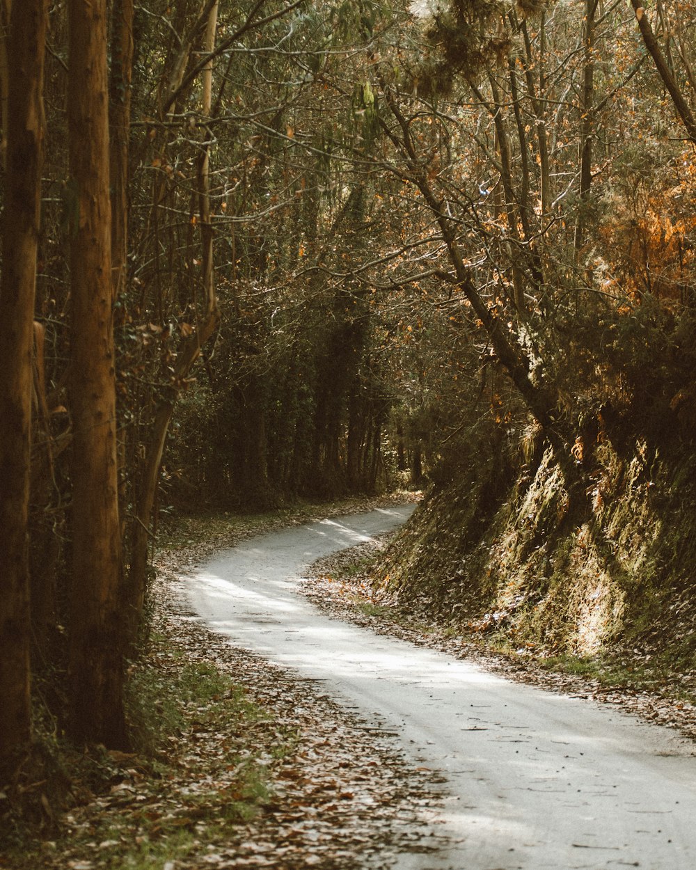 a dirt road surrounded by trees and leaves