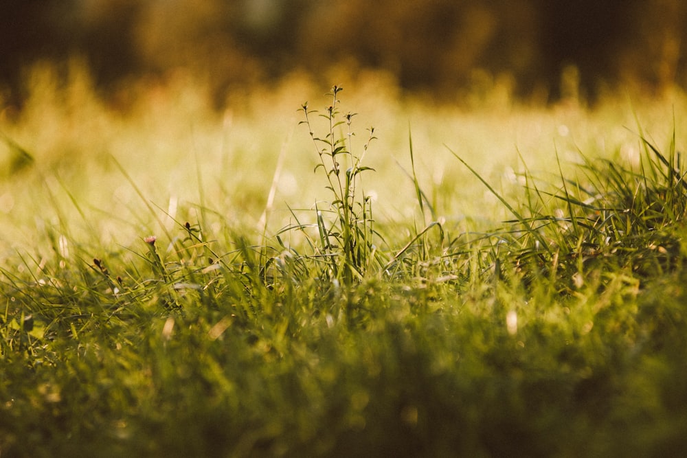 a close up of a plant in a field of grass