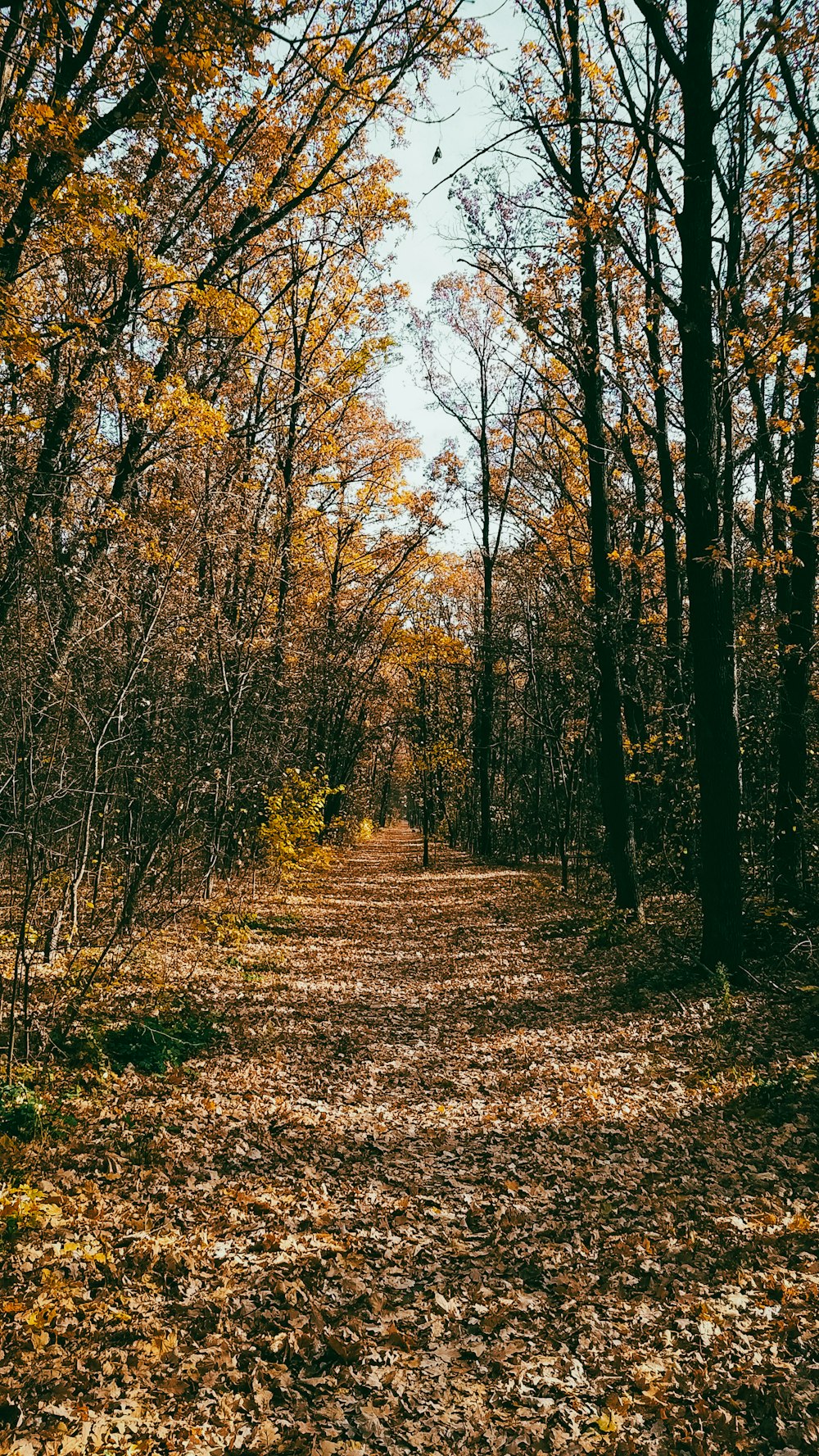 a dirt road surrounded by leaf covered trees