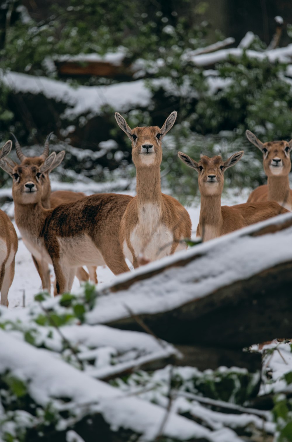 a group of deer standing next to each other in the snow
