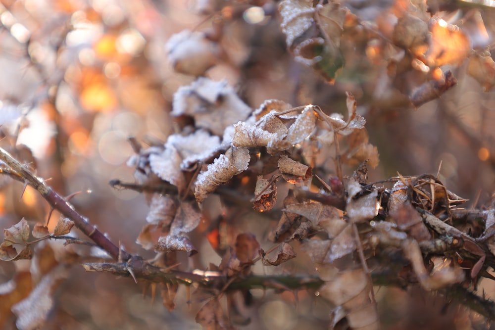 a close up of a plant with snow on it