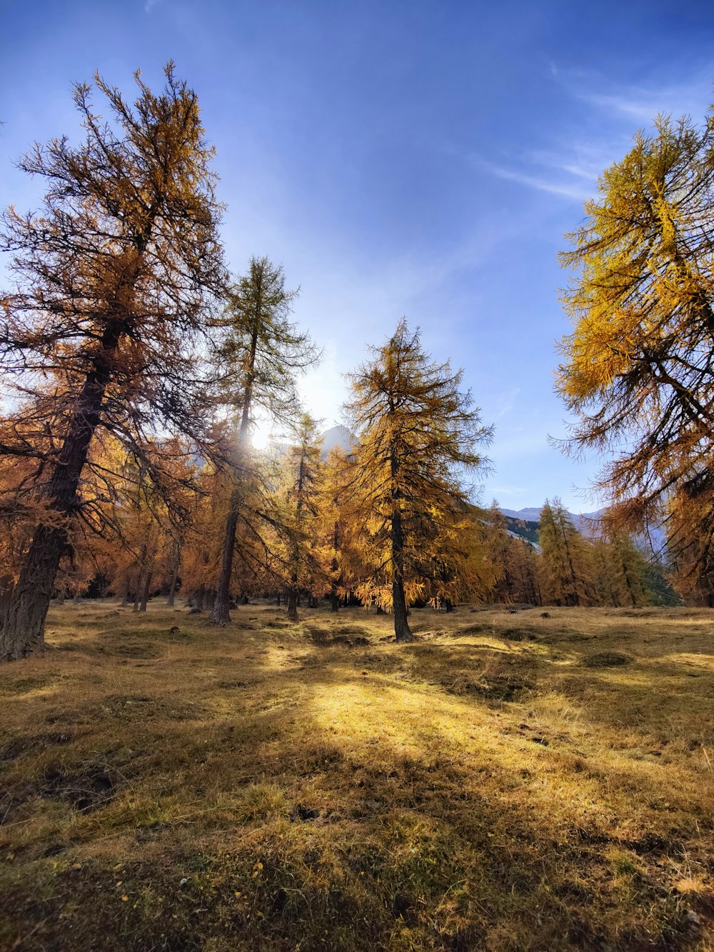 the sun shines through the trees in the forest