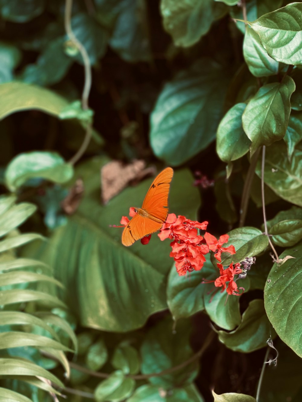 an orange butterfly sitting on top of a red flower