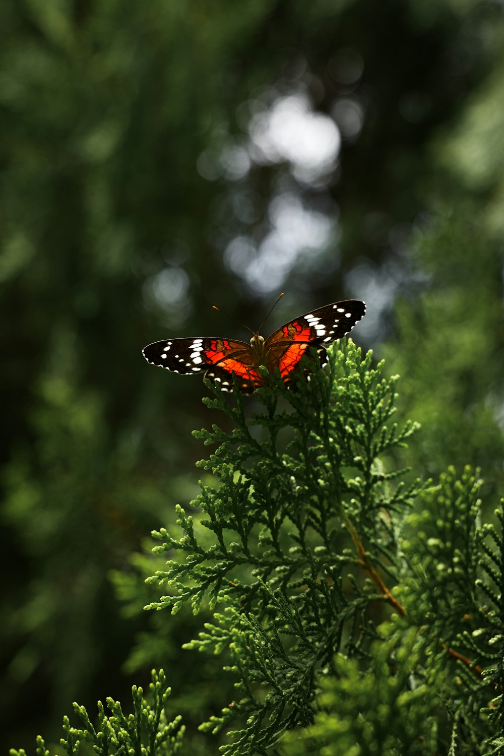 a red and black butterfly sitting on top of a green tree