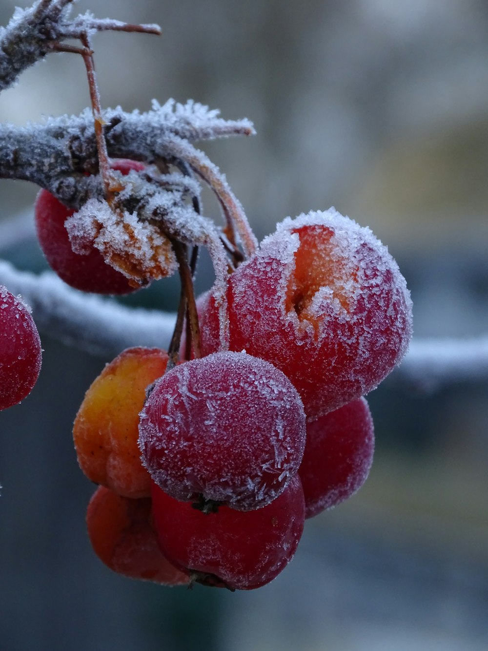 a bunch of frozen berries hanging from a tree