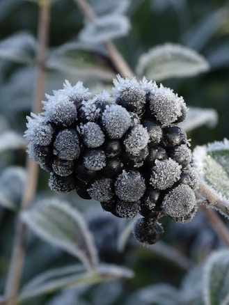 A cluster of dark berries is covered with a light layer of frost, creating a delicate white coating over each berry. The surrounding leaves also have a frosty glaze, highlighting the intricate patterns of nature in cold weather.