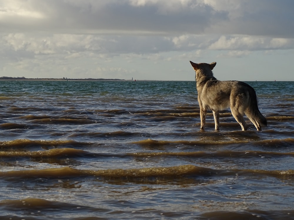 a dog standing in the middle of a body of water