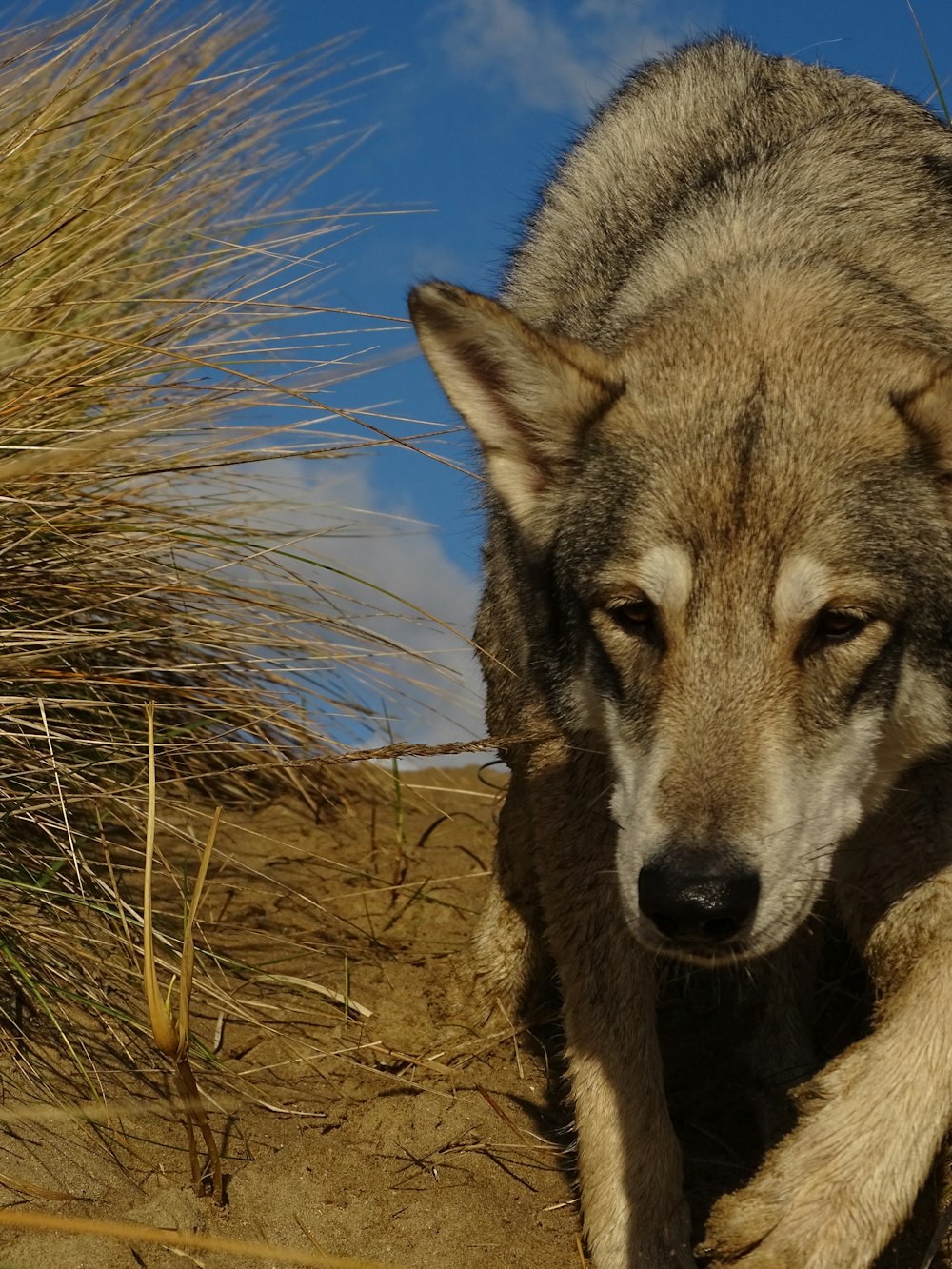 a wolf is walking on a sandy beach