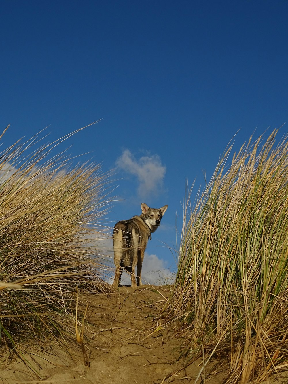 Un zèbre debout au sommet d’une plage de sable