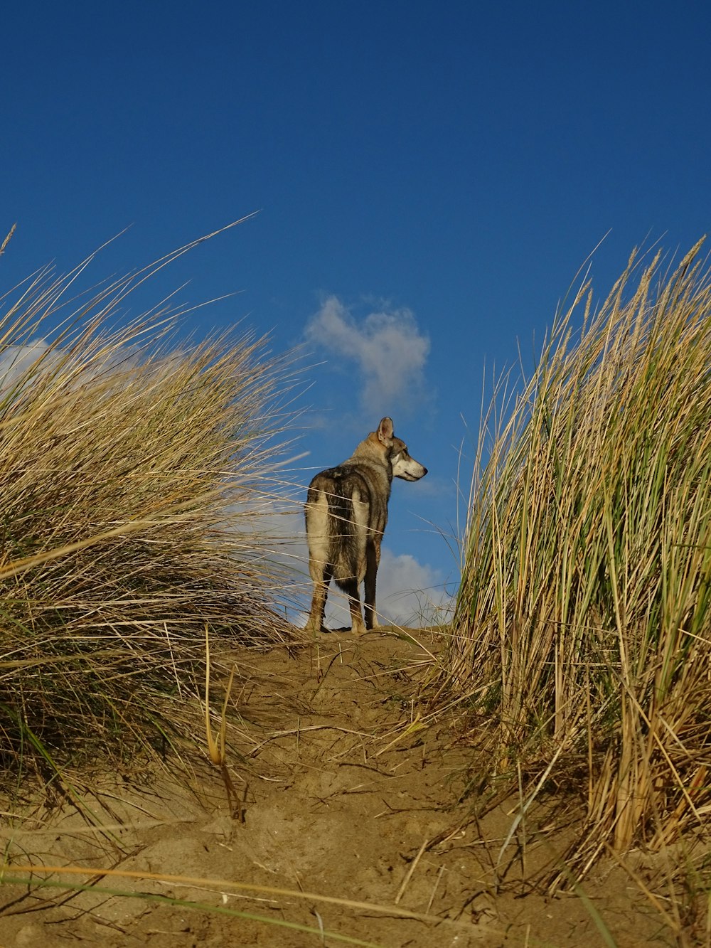 a zebra standing on a dirt road surrounded by tall grass