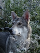 A majestic wolf-like dog stands among frosty, leafy bushes, exuding a calm and observant demeanor. The foliage around carries a dusting of frost, suggesting a cold, early morning setting.