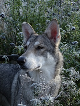 A majestic wolf-like dog stands among frosty, leafy bushes, exuding a calm and observant demeanor. The foliage around carries a dusting of frost, suggesting a cold, early morning setting.