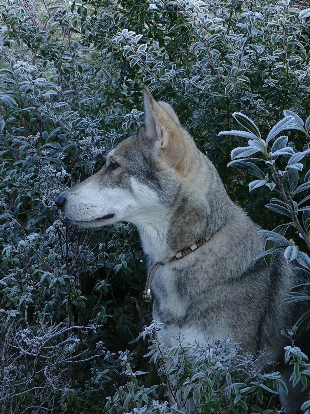 a wolf is sitting in the bushes in the snow