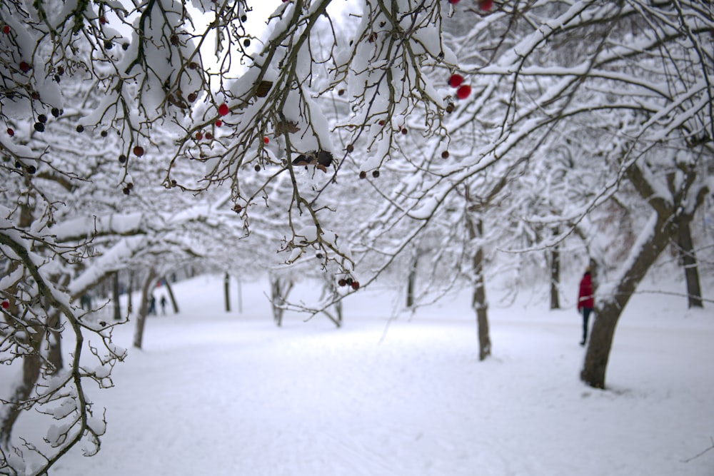 a snow covered park with lots of trees