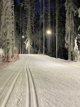Snowshoe trekking on pristine snowy trails through a quiet arctic forest at dusk.