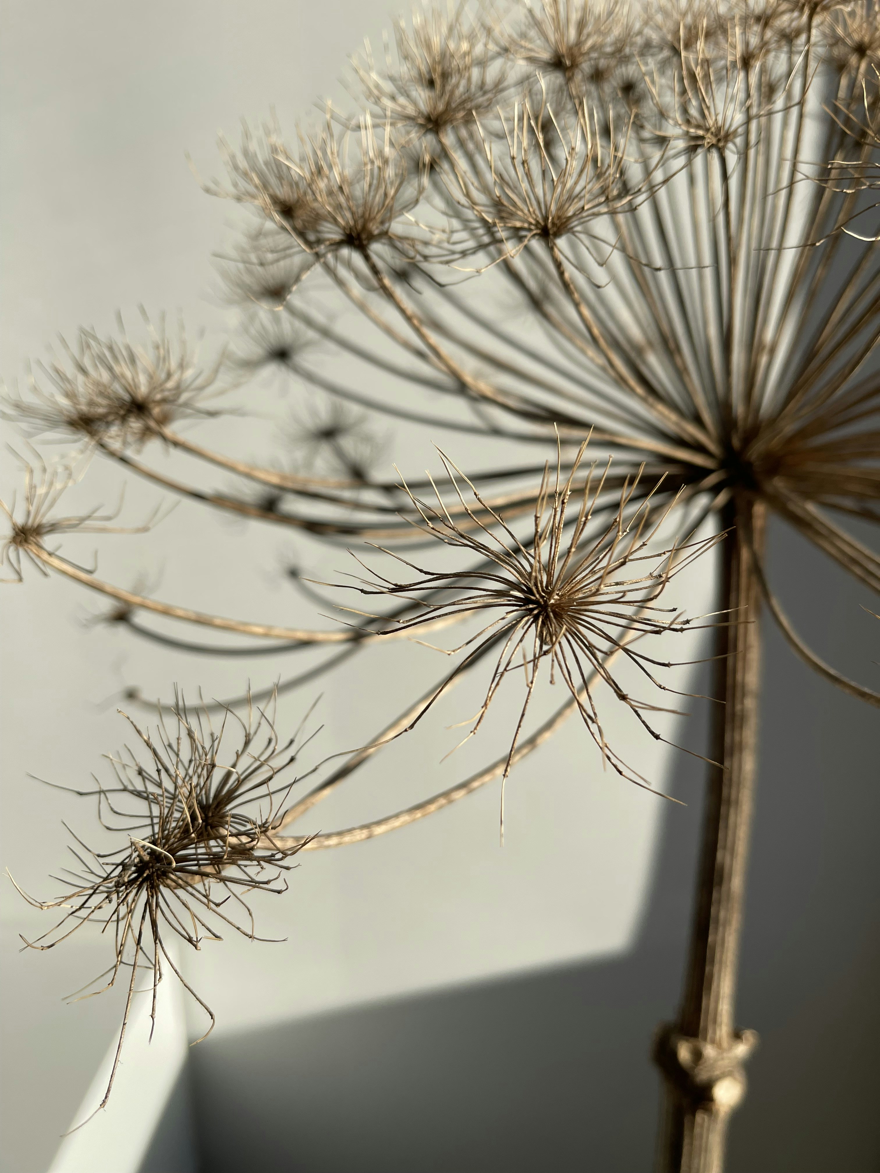 Photo by angeladepangela