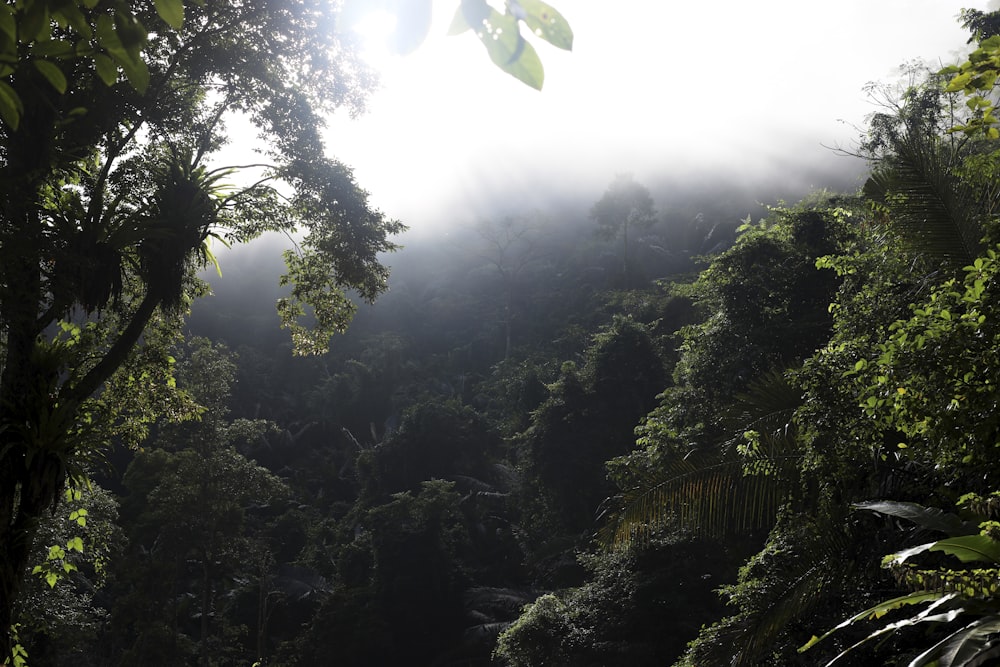 a lush green forest filled with lots of trees