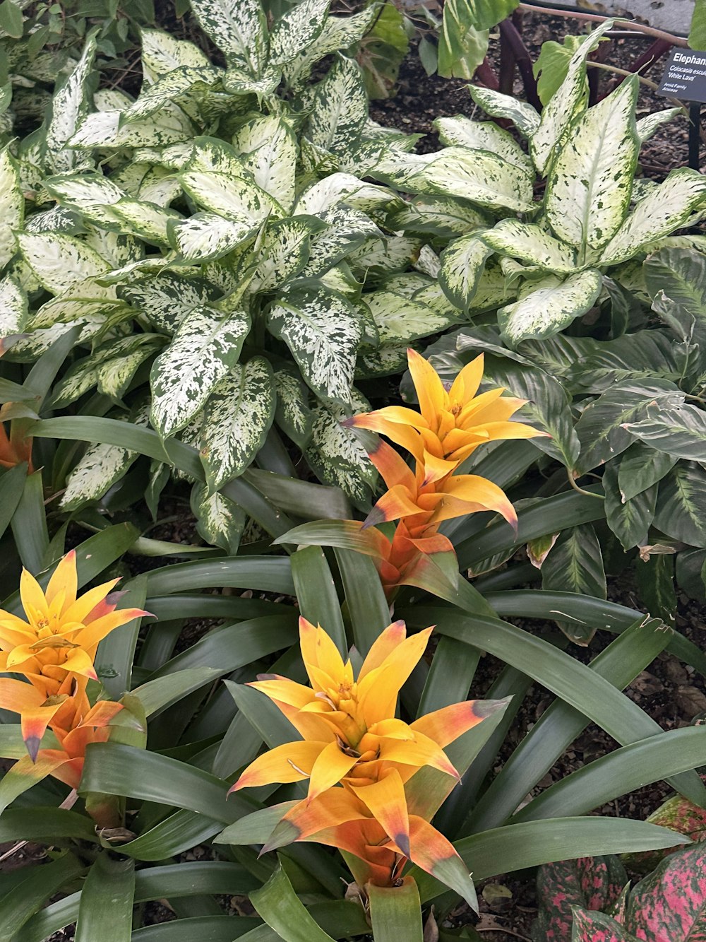 a bunch of flowers that are next to each other