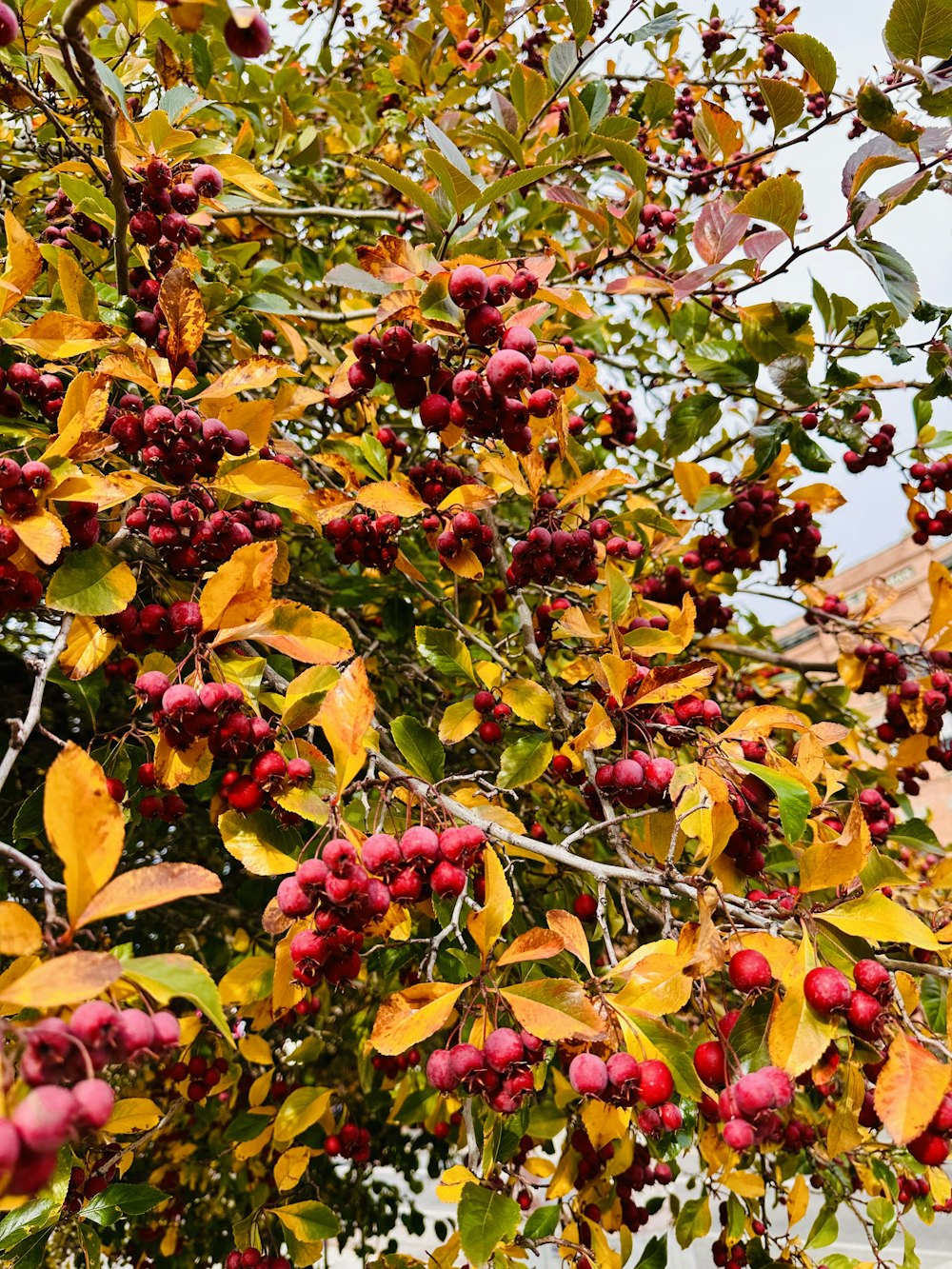 a tree filled with lots of red berries