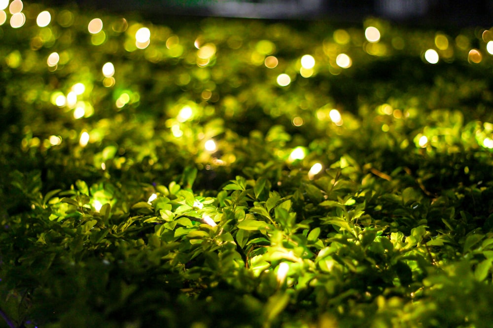 a close up of a patch of grass with lights in the background