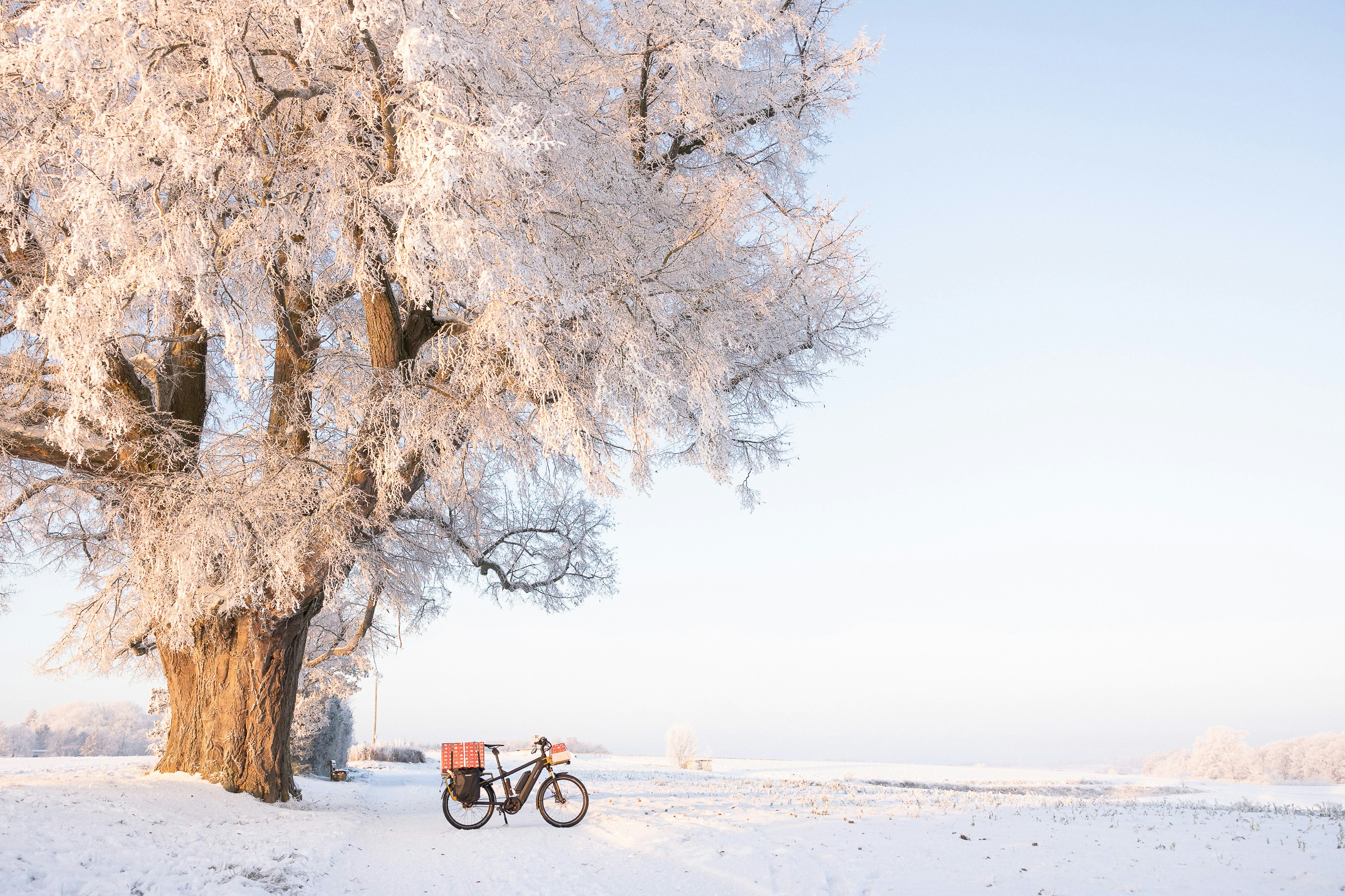 Una bici parcheggiata sotto un albero nella neve