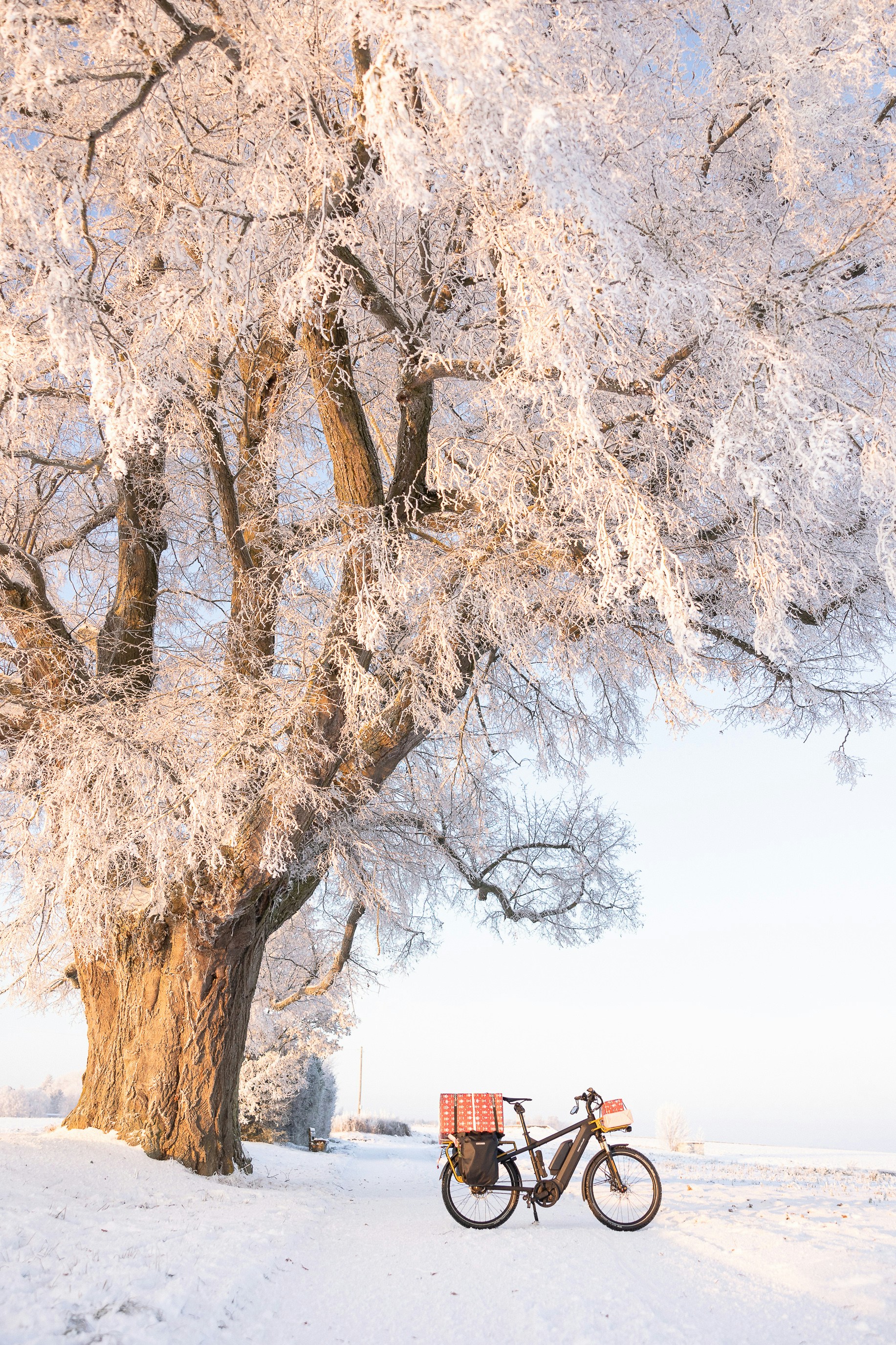 A bike parked under a tree in the snow photo – Free Stuttgart Image on ...