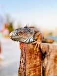 a close up of a lizard on a wooden fence