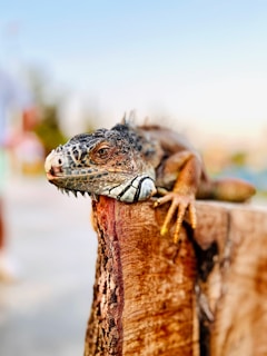 a close up of a lizard on a wooden fence