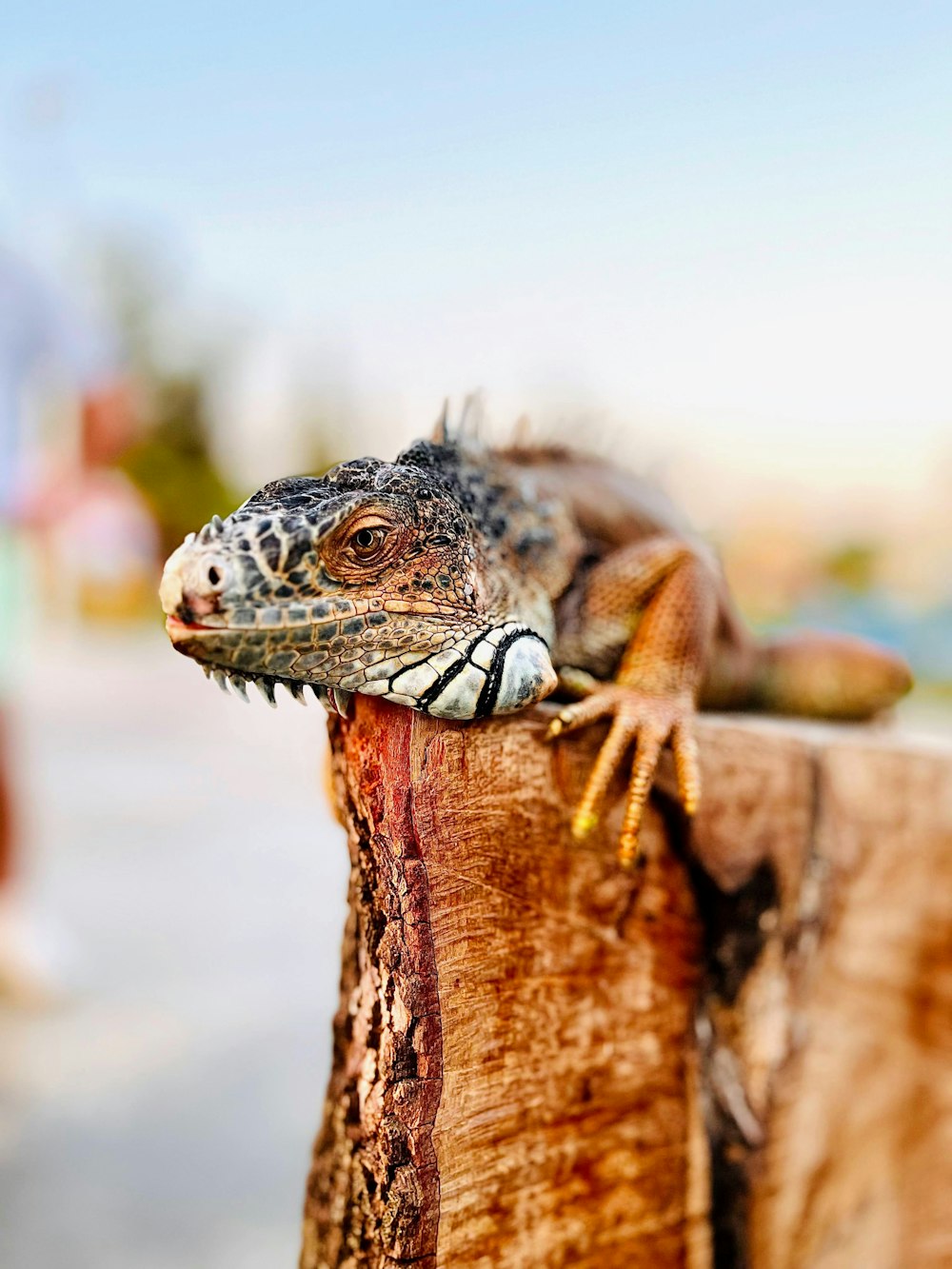 a close up of a lizard on a wooden fence