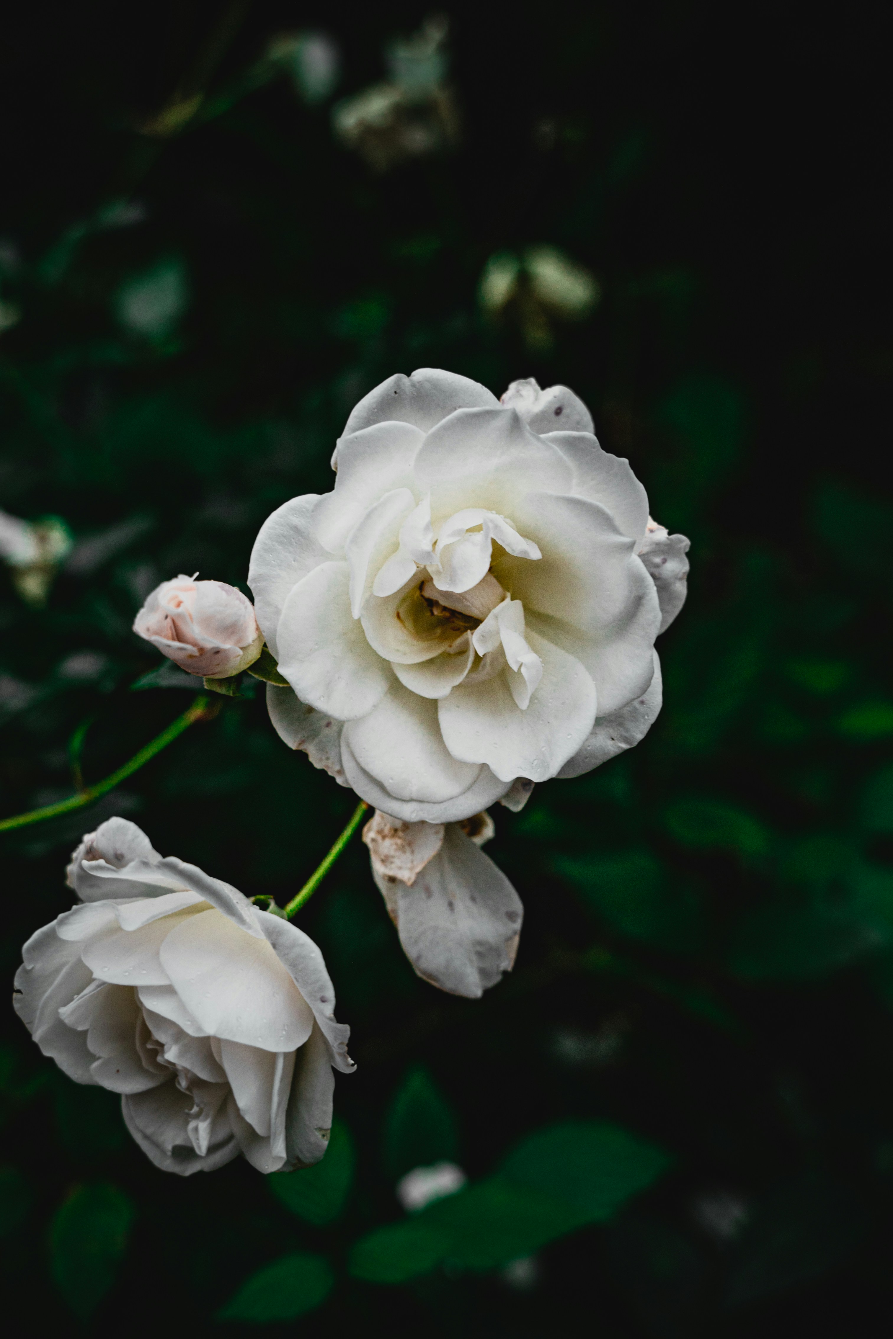 Photo by winstontjia