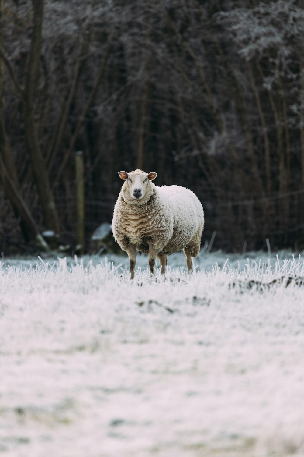 a sheep standing in a snowy field with trees in the background
