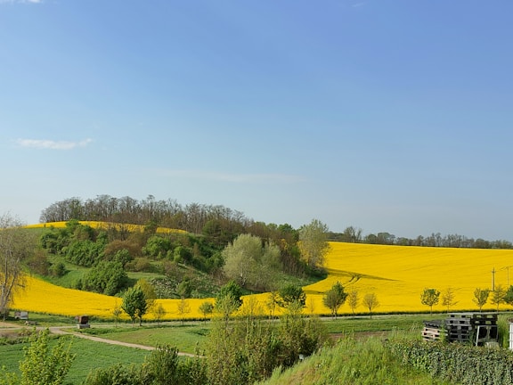 A vast, bright yellow field stretches across the landscape, likely containing blooming canola or rapeseed plants. A path divides the fields, leading towards a small cluster of green trees and shrubs. In the foreground, there are some wooden pallets and small bushes. The sky is clear with a few clouds, contributing to the serene atmosphere.