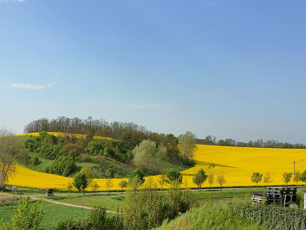 a field of yellow flowers with a hill in the background