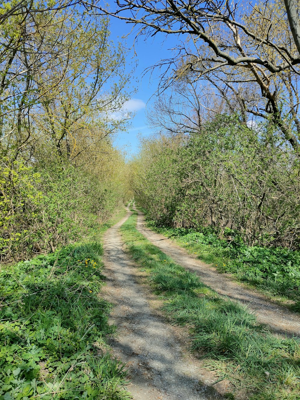 eine unbefestigte Straße, umgeben von Bäumen und Gras