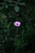 a single purple flower sitting in the middle of a field