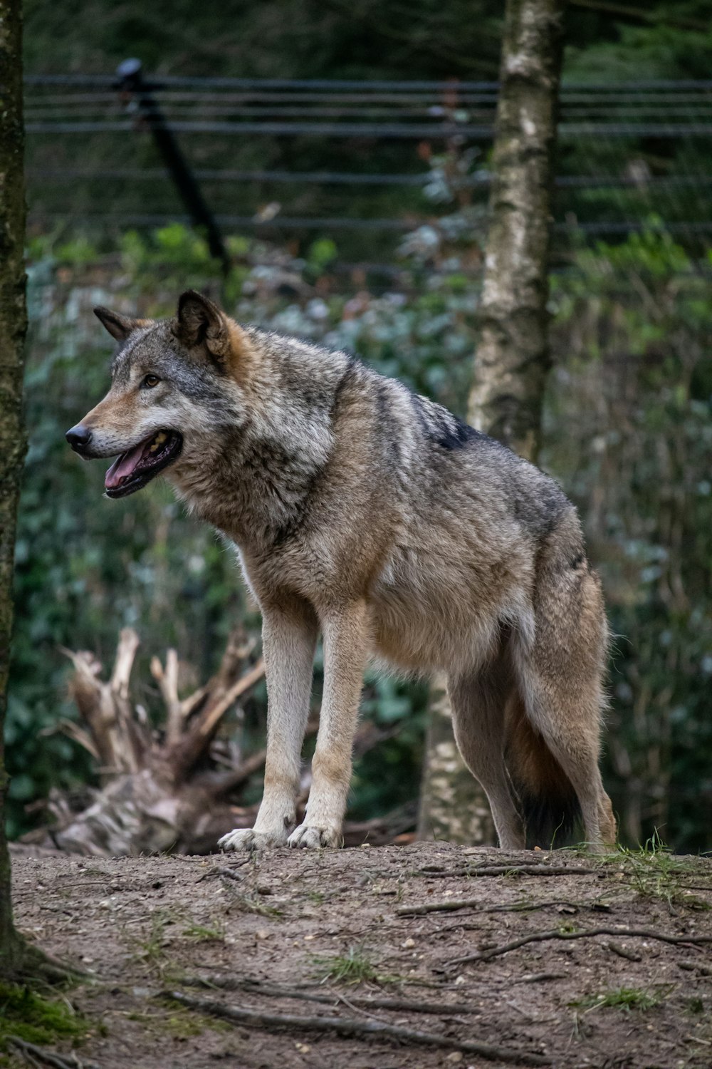 a wolf standing next to a tree in a forest