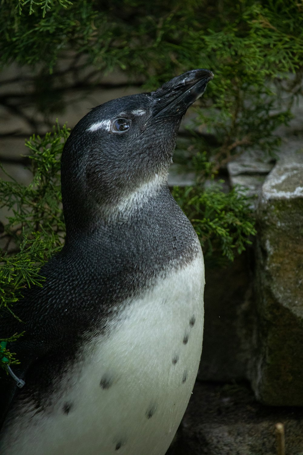 a close up of a penguin near a tree