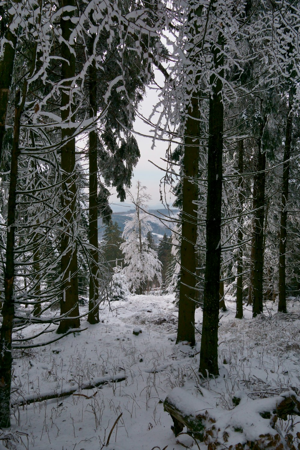 a forest filled with lots of snow covered trees