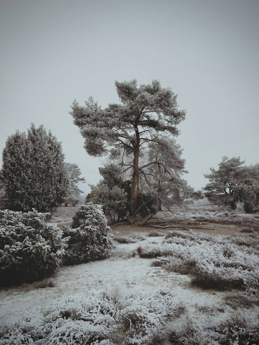 a snow covered field with trees and bushes