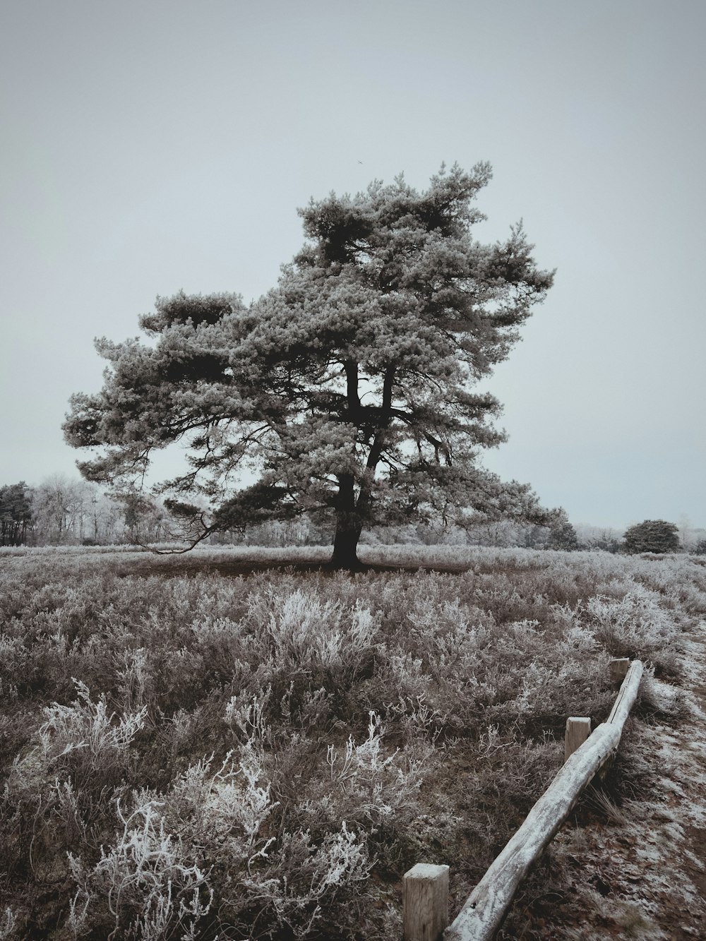 a tree in a field with a fence in the foreground