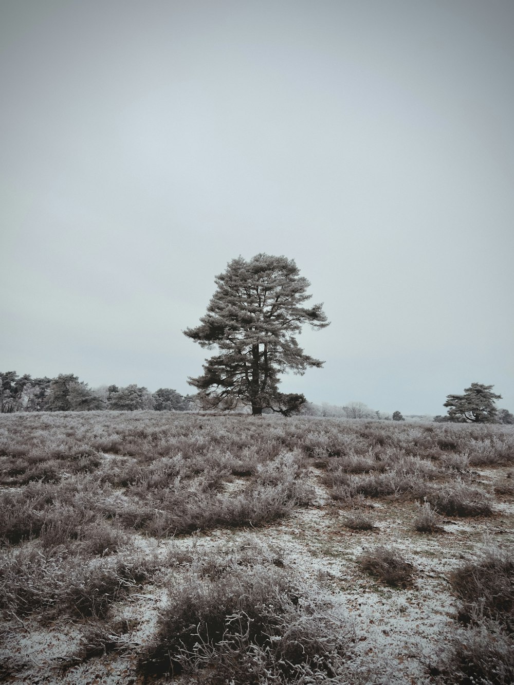 a lone tree stands alone in a snowy field